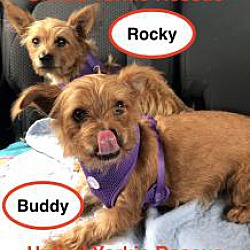 Thumbnail photo of Buddy (and Rocky) #1