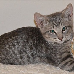 Photo of Mercury World's friendliest kitten!!