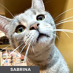 Thumbnail photo of Sabrina #4