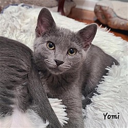 Thumbnail photo of Yomi #2