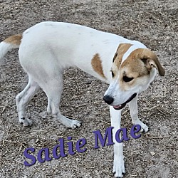 Thumbnail photo of Sadie Mae #1