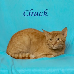 Thumbnail photo of Chuck C24-164 #2