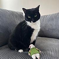 adopt a pet