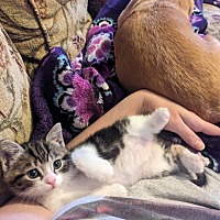 adopt a pet