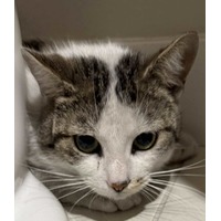 adopt-pet