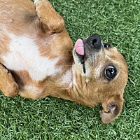 adopt-pet
