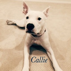 Thumbnail photo of Callie (courtesy listing) #1