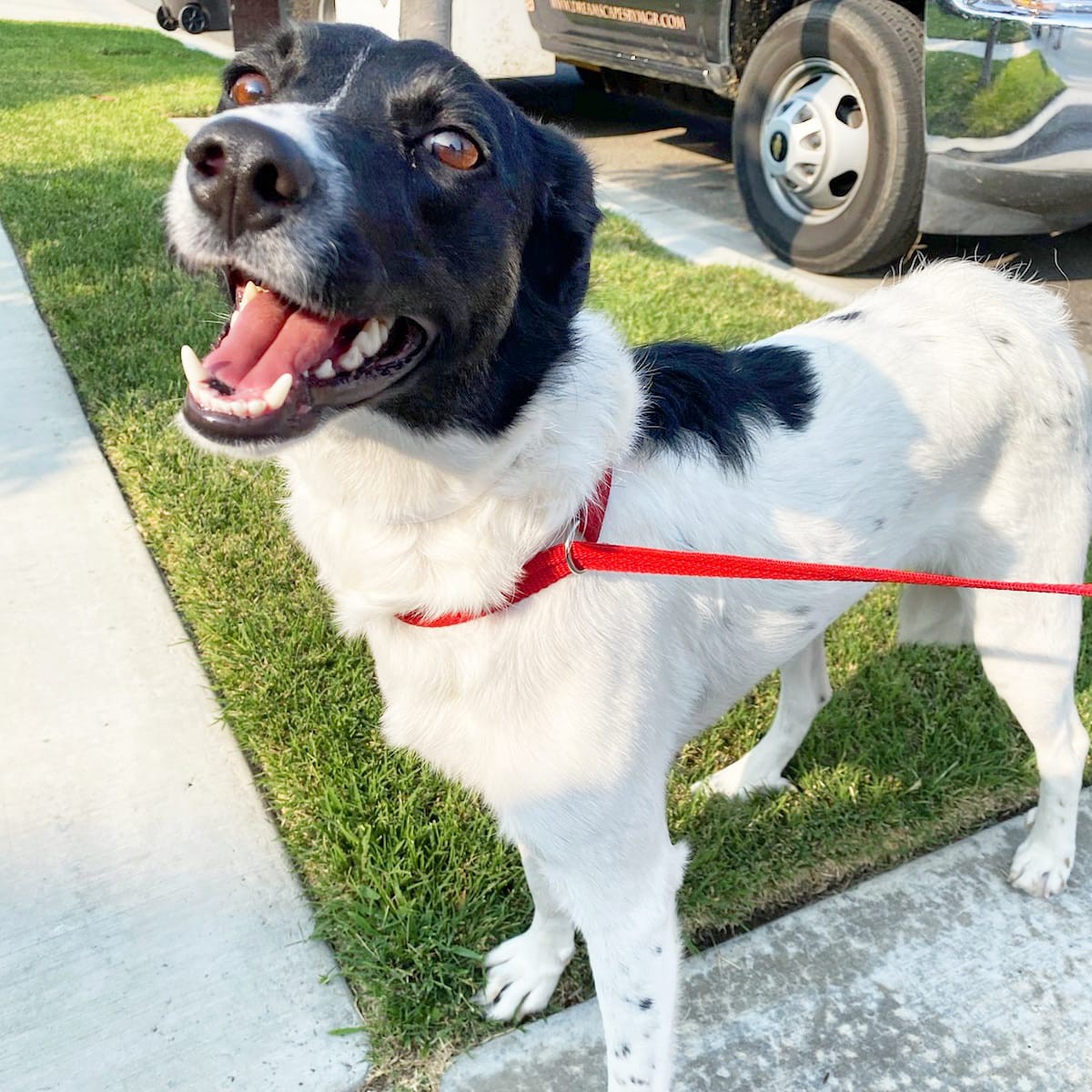 Adopt Katara a White with Black Border Collie / Australian Cattle Dog