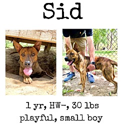 Photo of Sid