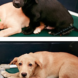 Thumbnail photo of Pen 9 Beagle/Lab X 10 wks. Blk. pup adopted #2