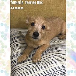 Photo of LADY 4 MONTH TERRIER