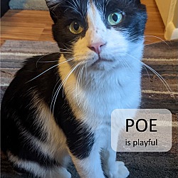 Photo of Poe