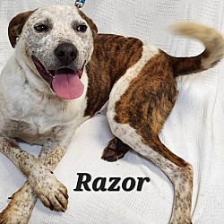 Thumbnail photo of Razor #2