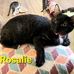 Thumbnail photo of Rosalie #2