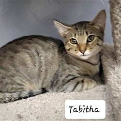 Thumbnail photo of Tabitha #2