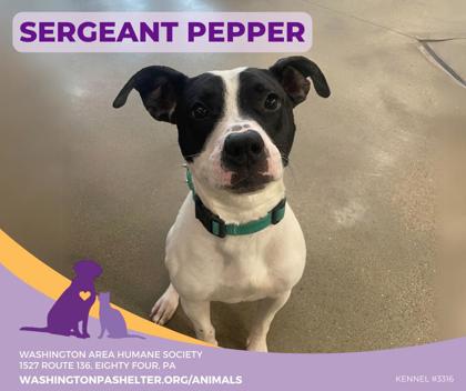 Thumbnail photo of Sergeant Pepper #1