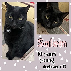 Thumbnail photo of Salem #1
