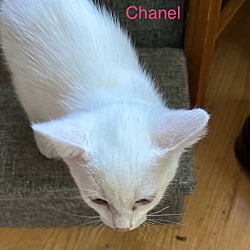 Thumbnail photo of Chanel #2