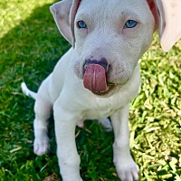 adopt a pet