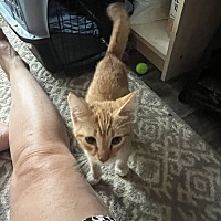 adopt a pet