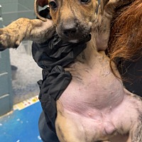 adopt a pet