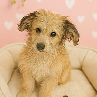 adopt-pet