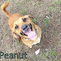 Thumbnail photo of Peanut #1
