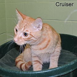 Thumbnail photo of Cruiser #3