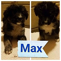 Thumbnail photo of max #1