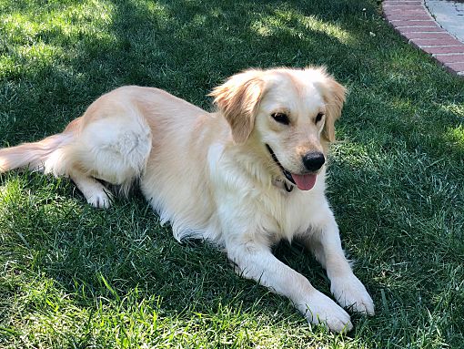 San Diego Ca Golden Retriever Meet Sansa A Pet For Adoption