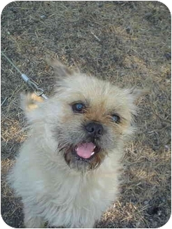 pug and lhasa apso mix
