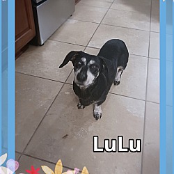 Thumbnail photo of LuLu #4