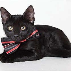 Photo of SNICKERS