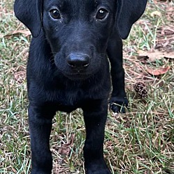 Photo of Thor