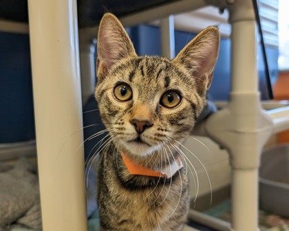 Virginia Beach, VA - Domestic Shorthair/Domestic Shorthair. Meet ...