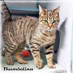 Photo of Thumbelina