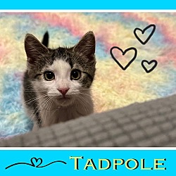 Thumbnail photo of Tadpole & Guppy ❤️ The Perfect Pair! #2