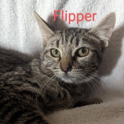 Thumbnail photo of Flipper #1