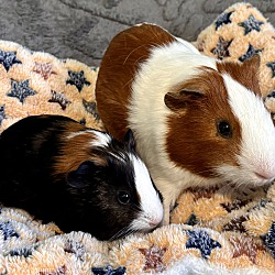 bonded pet photo