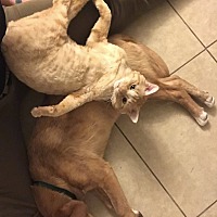 adopt a pet