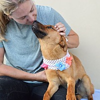 adopt a pet