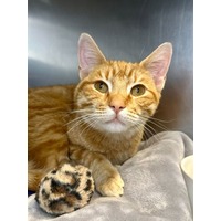 adopt-pet