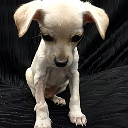 Thumbnail photo of Snickers Puppy #3