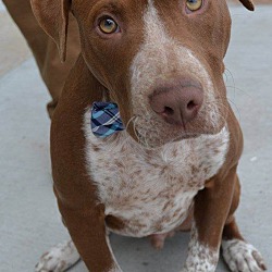 Thumbnail photo of Sawyer-Adopted! #1
