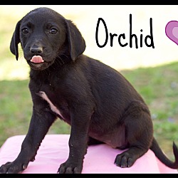 Thumbnail photo of Orchid (Pom-dc) #1