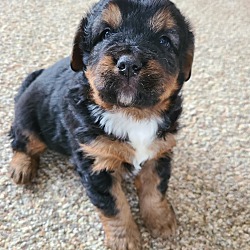 Photo of Louie-Bernese Mtn mix puppy