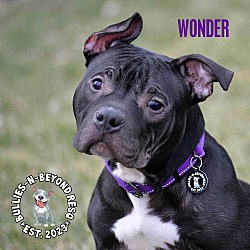 Thumbnail photo of Wonder #1