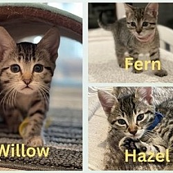 Photo of Willow, Fern & Hazel