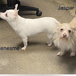 Thumbnail photo of Jasper (bonded to Renesme) #1