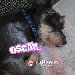 Thumbnail photo of Oscar #3